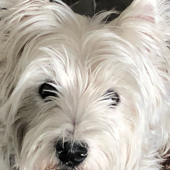 Meet your Posher, Stephanie - Picture 1 of 1